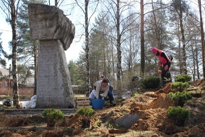 В Токсово вандалы выкопали сосны посаженные жителями во время Фестиваля озеленения