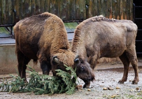 Новогодние елки петербуржцев скормят токсовским зубрам