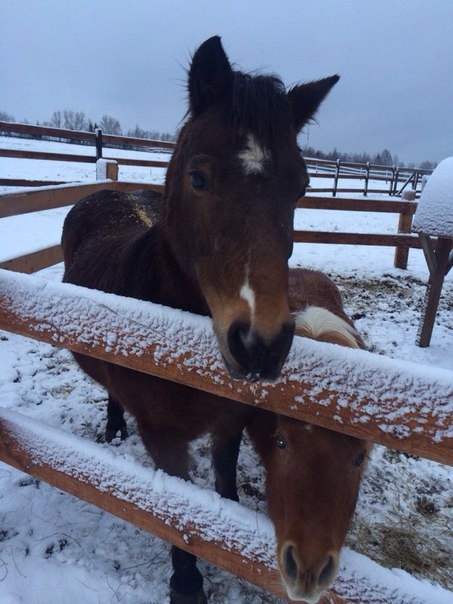 Во Всеволожском районе лошади замерзают и голодают после пожара в конюшне