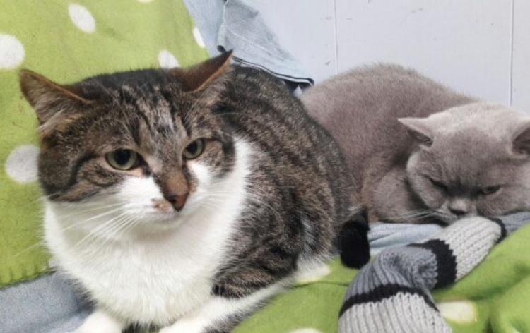 Из Музея кошки во Всеволожске убежал эрмитажный кот Феодор