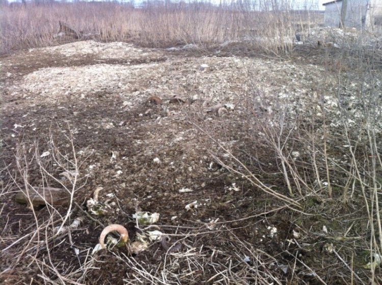 Экологи нашли в Новосергиевке скотомогильник и незаконную свалку строительных отходов