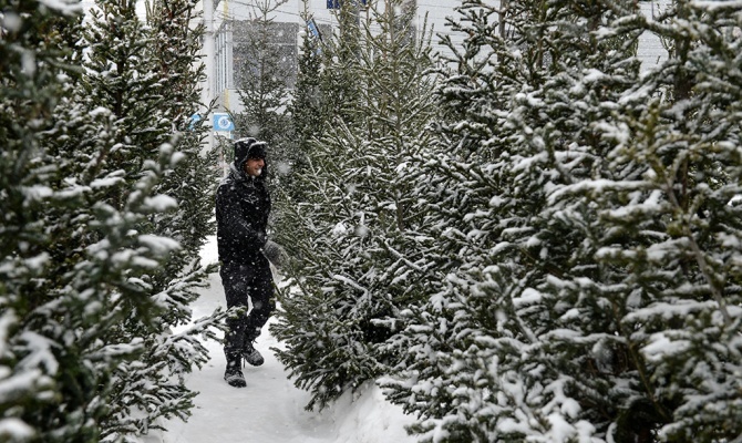 В Петербурге, Всеволожске и Мурино откроют пункты приема новогодних елок