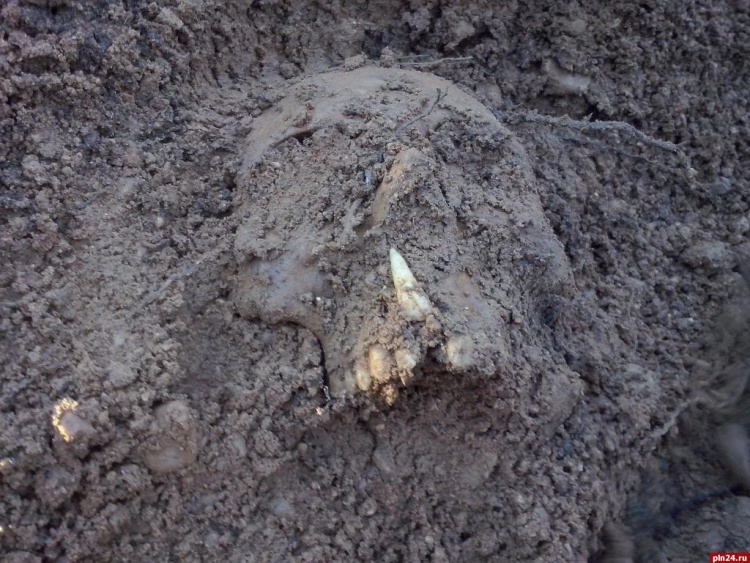 Во Всеволожском районе откопали останки человека