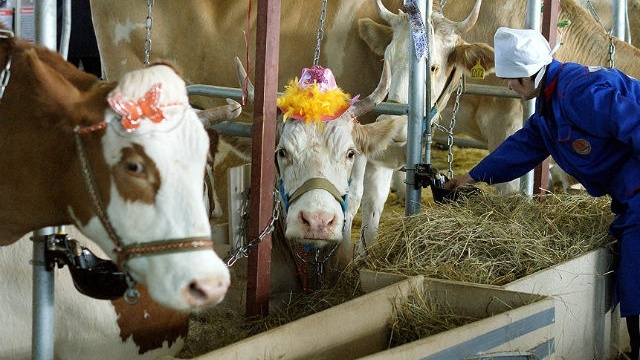 Эксперт мирового уровня выберет из 80 коров самую красивую буренку области