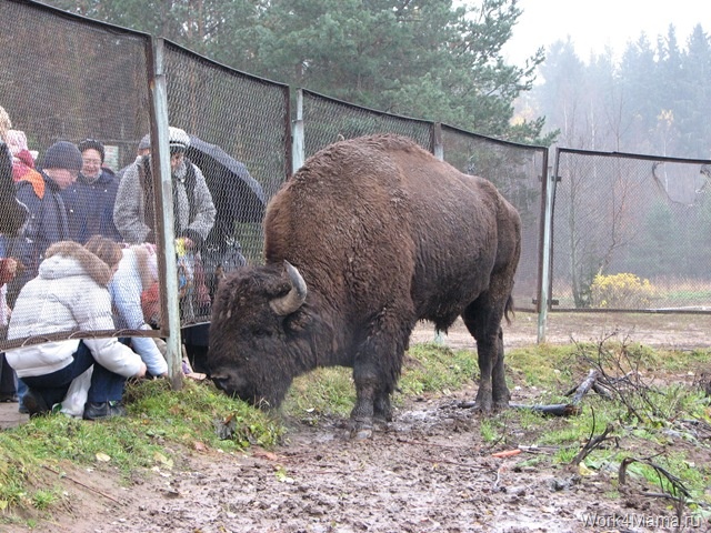 Петербуржцы просят спасти зубро-бизонов в Токсово