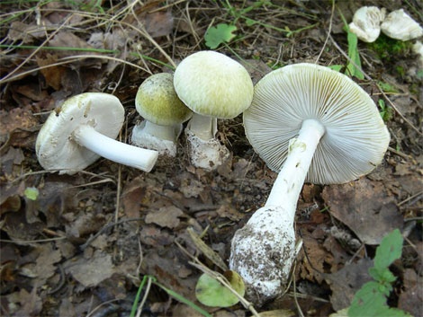 Трое петербуржцев искали грибы, а нашли реанимацию