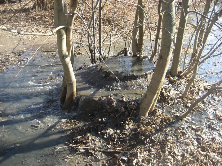 В Бернгардовке канализационные стоки более полумесяца отравляют озера и подворья