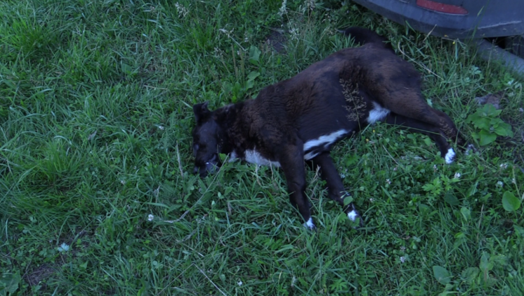 Зоозащитники проведут вскрытие застреленной собаки, чтобы доказать вину депутата