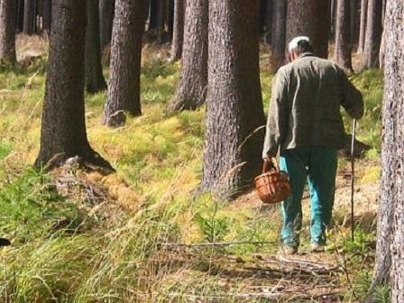 За сутки спасатели вывели из леса четырех заблудившихся грибников