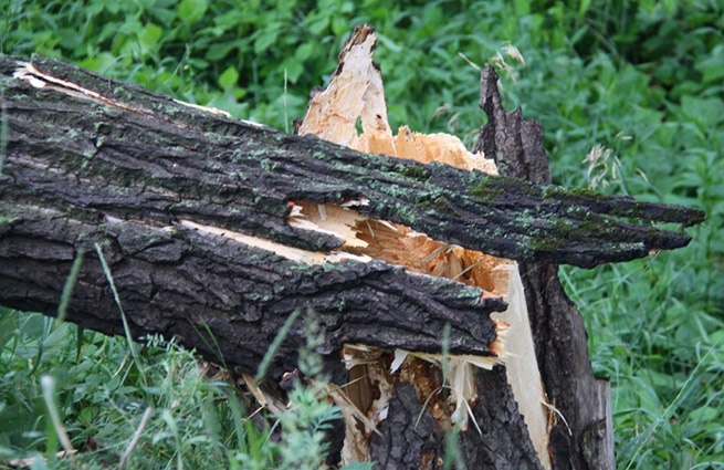 В Васкелово упавшее от ветра дерево проломило голову мужчине