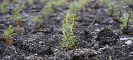 Во Всеволожском районе высадили 4000 молодых сосен