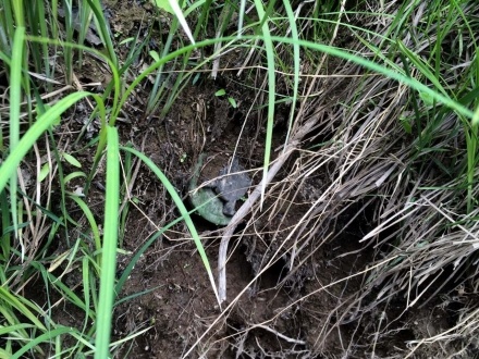 Во Всеволожском районе под мостом дорожники нашли предмет, похожий на мину