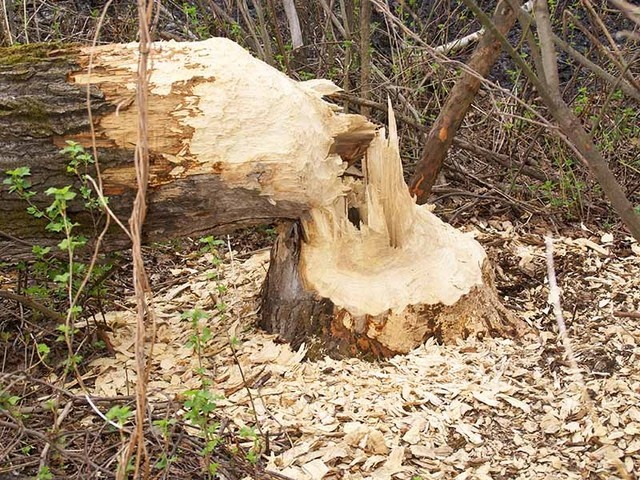Администрация Всеволожского района: Рубка деревьев в Рахье законна