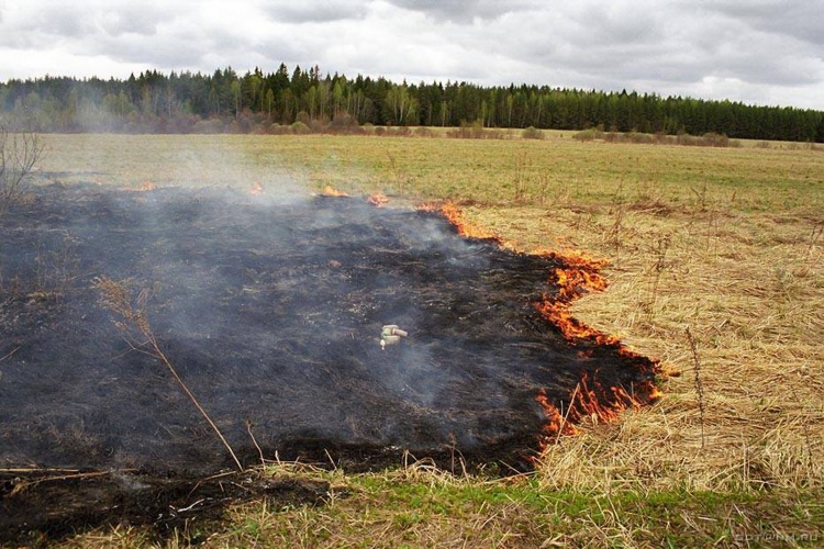 Травяные пожары в Ленобласти: дачники открыли сезон