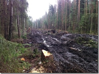 Лесные массивы Ржевского полигона вырубают ради строительства дачного поселка
