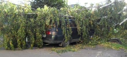 Во Всеволожске ураган уронил дерево на автомобиль