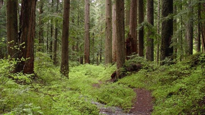 Природоохранная прокуратура не нашла нарушений лесного законодательства во Всеволожском районе