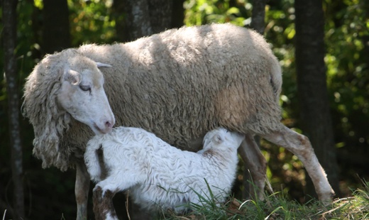 Гору убитых овец убрали с дороги в Ленобласти