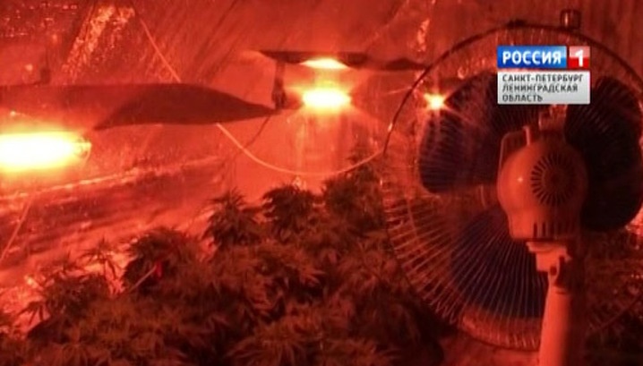 Во Всеволожском районе наркополицейские ликвидировали лабораторию по выращиванию марихуаны
