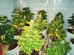 Наркополицейские нашли в поселке Агалатово огород марихуаны