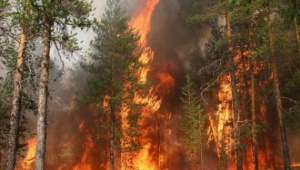 Военные леса будут гореть чаще — эксперт