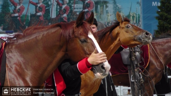 Губернатор поздравил школу олимпийского резерва по конному спорту