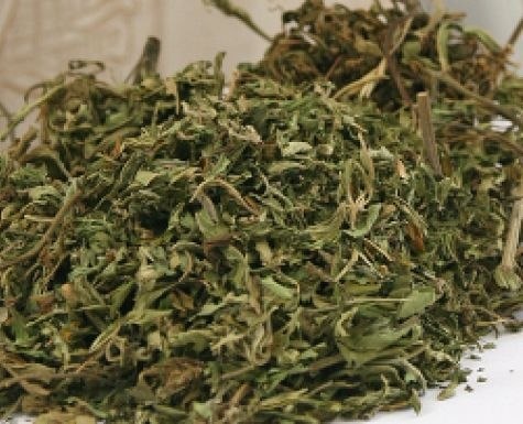 Подпольную нарколабораторию под Всеволожском лишили почти 300 кустов марихуаны