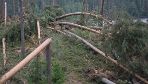 Минобороны 5 лет не может убрать поваленные ураганом деревья в Морозовском военном лесничестве