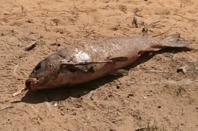 Мертвая рыба массово всплыла в Коркинском озере к востоку от Петербурга